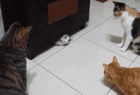 耗子躲进柜子底下,几只猫拼身材的时候到了,轮流着把自己往里塞休闲区蓝鸢梦想 - Www.slyday.coM 耗子躲进柜子底下,几只猫拼身材的时候到了,轮流着把自己往里塞休闲区蓝鸢梦想 - Www.slyday.coM