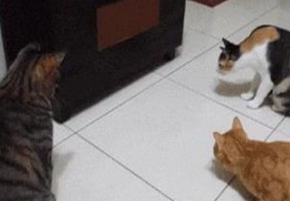 耗子躲进柜子底下,几只猫拼身材的时候到了,轮流着把自己往里塞休闲区蓝鸢梦想 - Www.slyday.coM 耗子躲进柜子底下,几只猫拼身材的时候到了,轮流着把自己往里塞休闲区蓝鸢梦想 - Www.slyday.coM