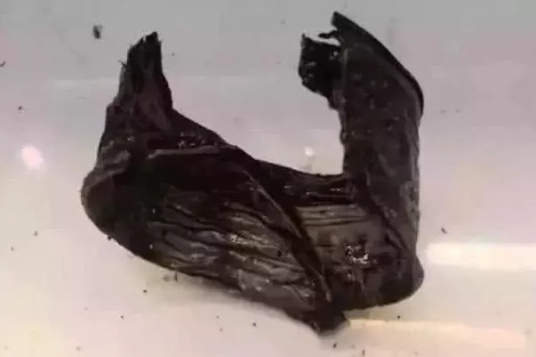 流浪狗被人封住嘴,饿到身上只见肋骨,被人解救的一刻流泪了休闲区蓝鸢梦想 - Www.slyday.coM 流浪狗被人封住嘴,饿到身上只见肋骨,被人解救的一刻流泪了休闲区蓝鸢梦想 - Www.slyday.coM