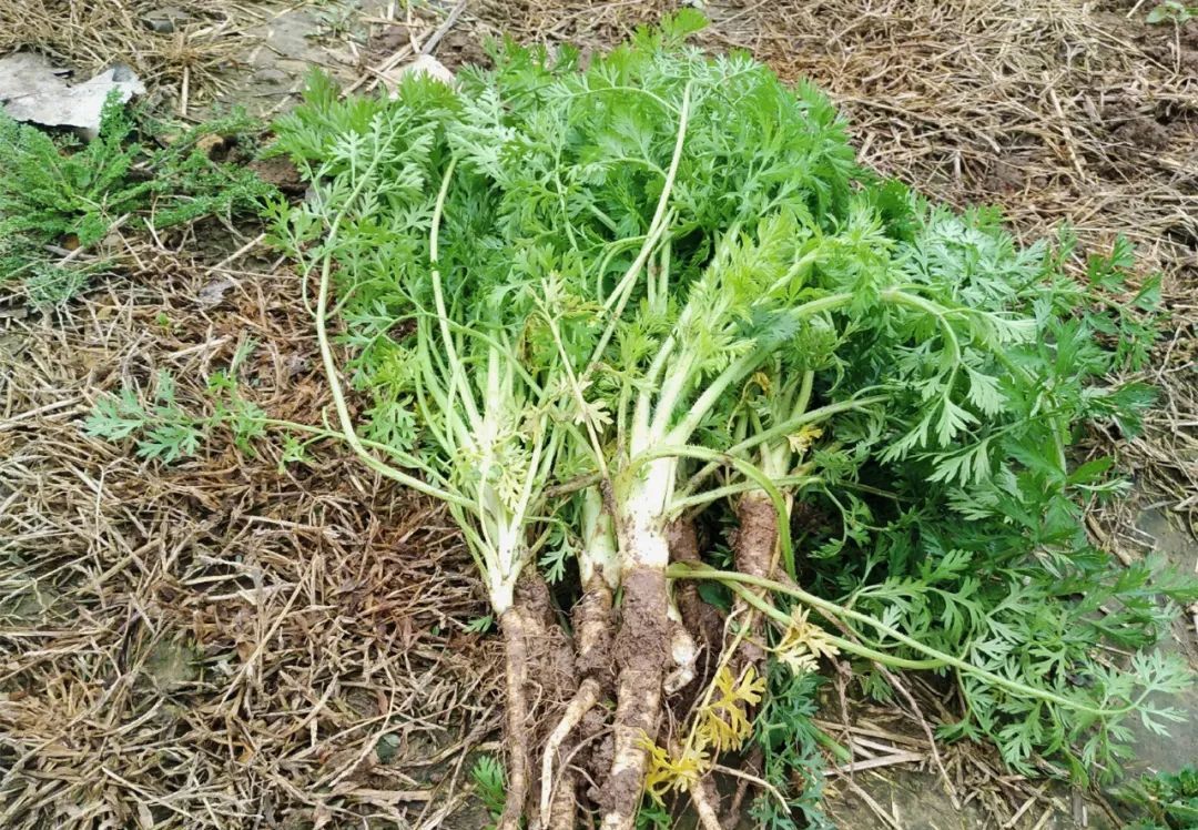 长得像胡萝卜缨子蒸包子好吃殊不知它是土田七价值极高