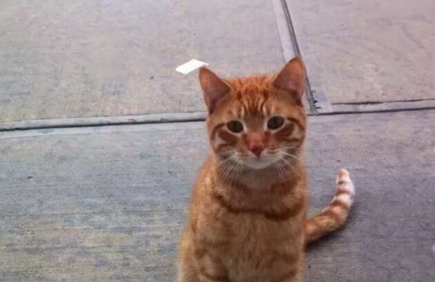 到现在都没整明白,下午是去公园散步的,怎么就弄了一只橘猫回来休闲区蓝鸢梦想 - Www.slyday.coM 到现在都没整明白,下午是去公园散步的,怎么就弄了一只橘猫回来休闲区蓝鸢梦想 - Www.slyday.coM