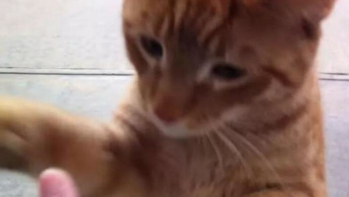 到现在都没整明白,下午是去公园散步的,怎么就弄了一只橘猫回来休闲区蓝鸢梦想 - Www.slyday.coM 到现在都没整明白,下午是去公园散步的,怎么就弄了一只橘猫回来休闲区蓝鸢梦想 - Www.slyday.coM