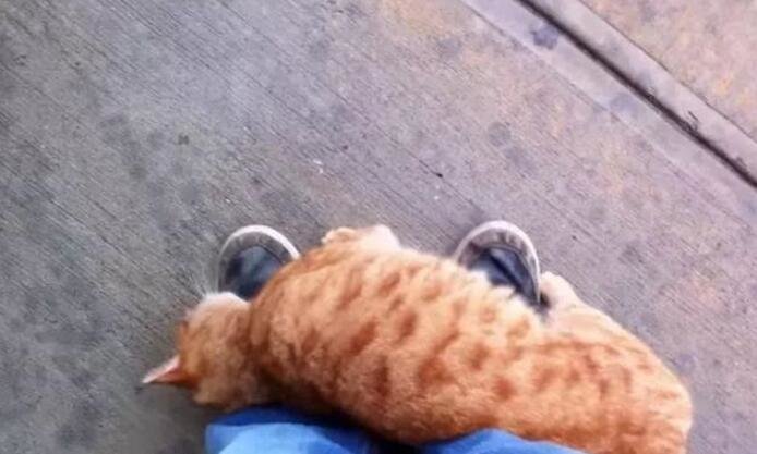 到现在都没整明白,下午是去公园散步的,怎么就弄了一只橘猫回来休闲区蓝鸢梦想 - Www.slyday.coM 到现在都没整明白,下午是去公园散步的,怎么就弄了一只橘猫回来休闲区蓝鸢梦想 - Www.slyday.coM