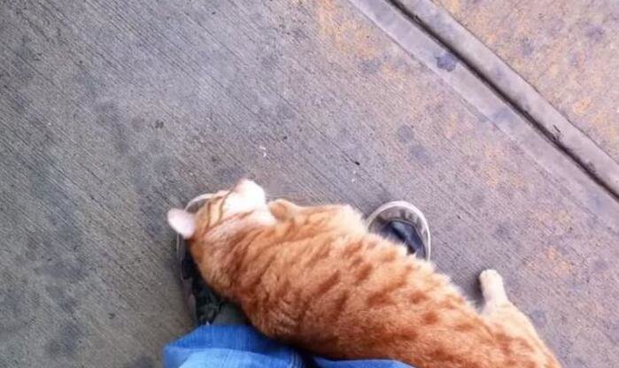 到现在都没整明白,下午是去公园散步的,怎么就弄了一只橘猫回来休闲区蓝鸢梦想 - Www.slyday.coM 到现在都没整明白,下午是去公园散步的,怎么就弄了一只橘猫回来休闲区蓝鸢梦想 - Www.slyday.coM