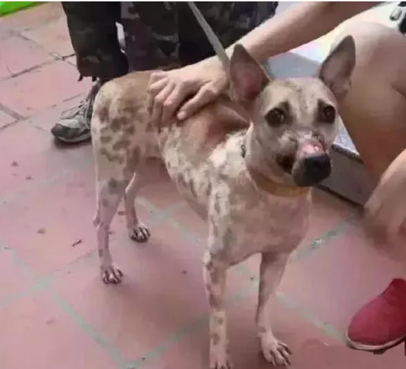 流浪狗被人封住嘴,饿到身上只见肋骨,被人解救的一刻流泪了休闲区蓝鸢梦想 - Www.slyday.coM 流浪狗被人封住嘴,饿到身上只见肋骨,被人解救的一刻流泪了休闲区蓝鸢梦想 - Www.slyday.coM