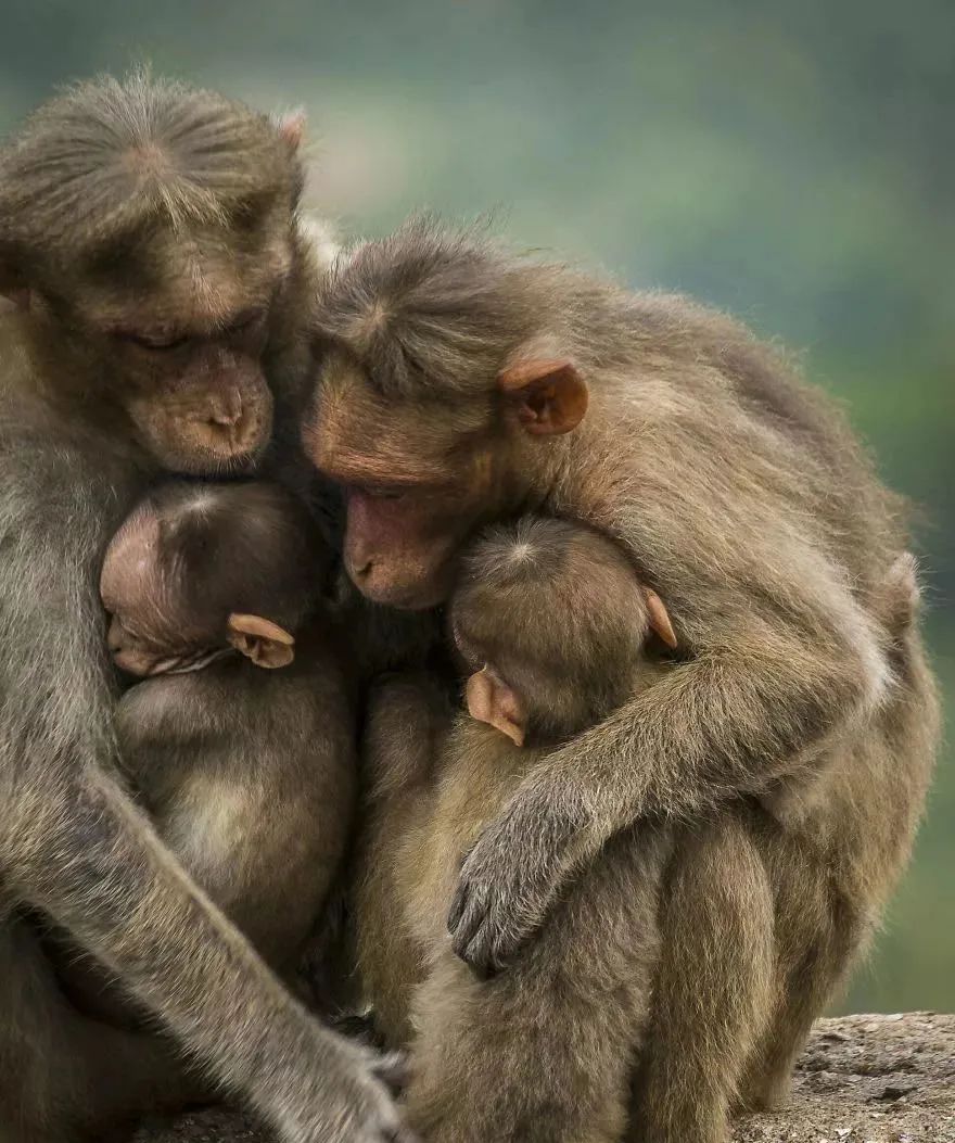 最催泪的照片您能坚持到第几张感人至深