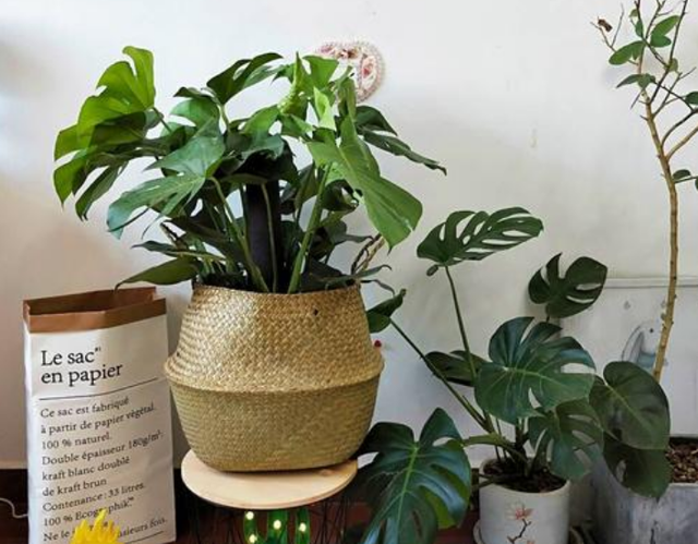 1种观叶花适合客厅养株型美寓意特别好