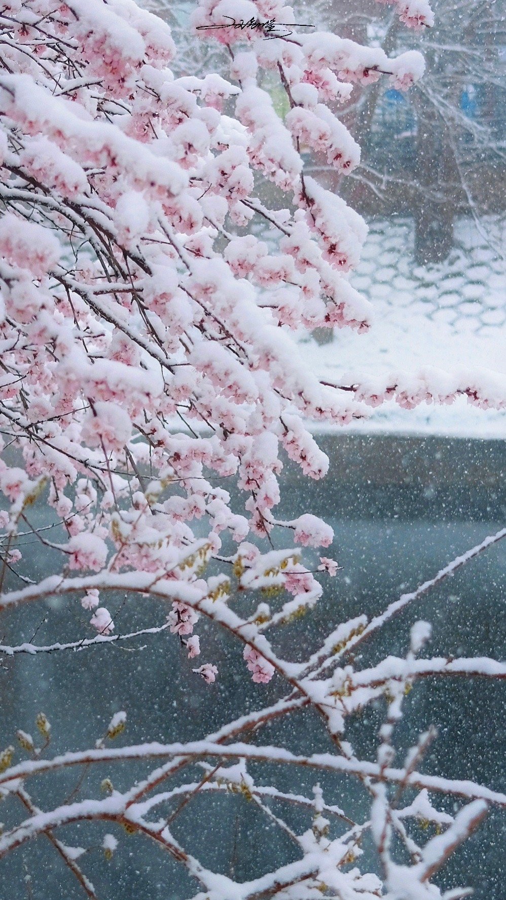 春天樱花和雪的浪漫