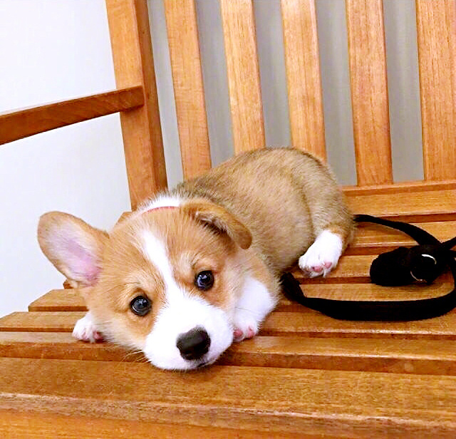 萌萌哒的小柯基