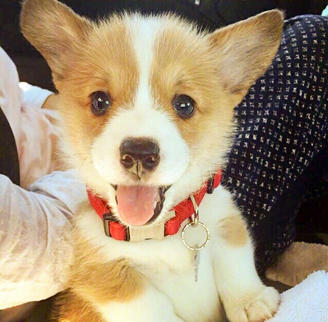 萌萌哒的小柯基