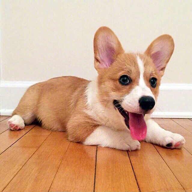 萌萌哒的小柯基