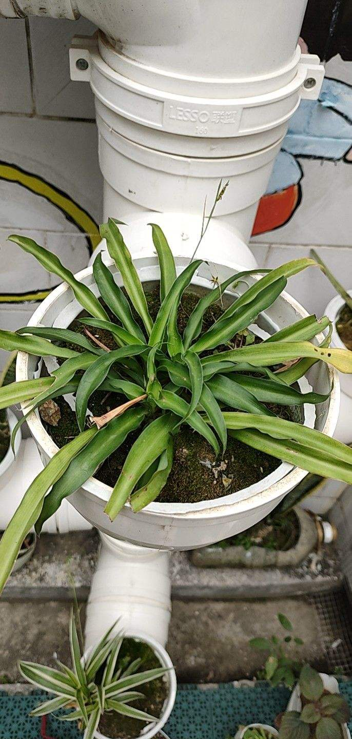 吊兰长得半死不活狠心直接咔嚓掉1个月疯长爆盆