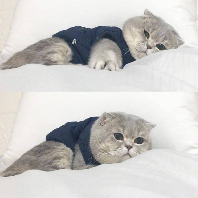 一只有点不开心的猫咪