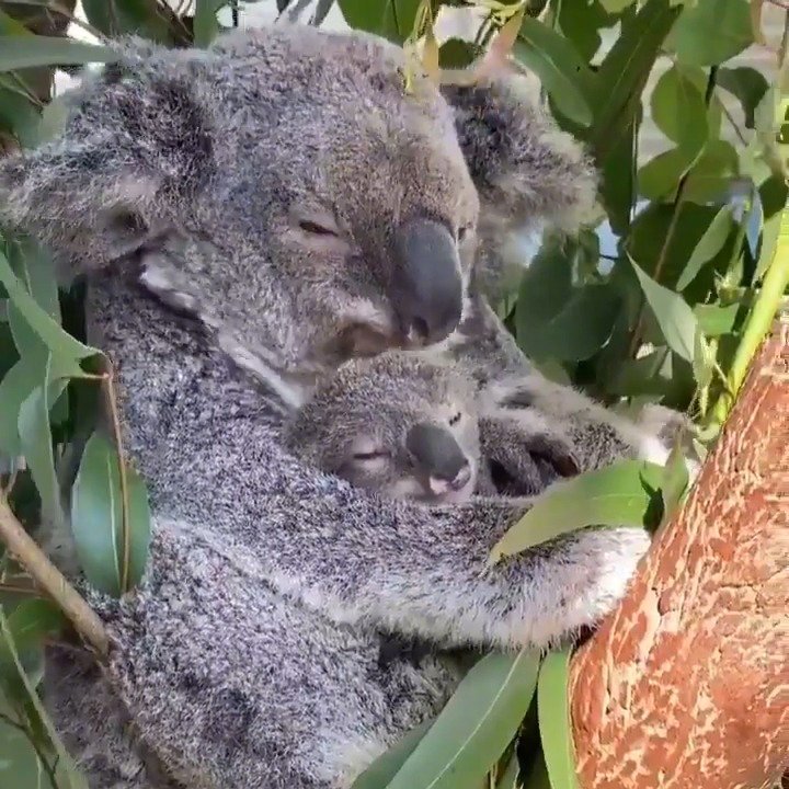 树袋熊母子的温馨午睡