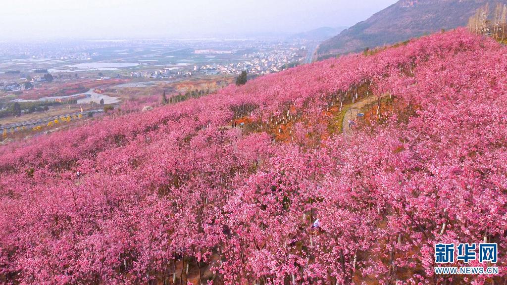 粉色花海醉东山|航拍|森林公园|樱花_新浪新闻