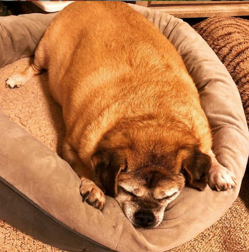 胖狗被医生断言活不到两个月减肥成功后惊艳所有人