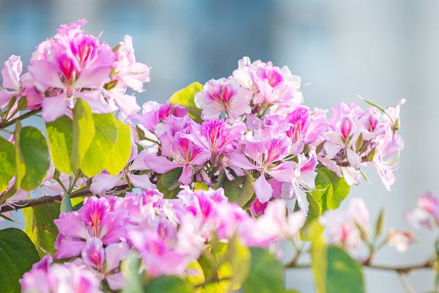 延绵数里的紫荆花已开满枝头西昌多条街道开启"梦幻"模式乘着温暖春风