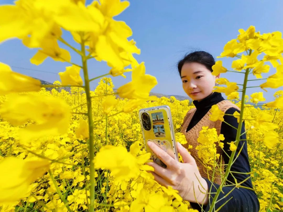 泾阳满山尽披黄金甲油菜花开春意浓