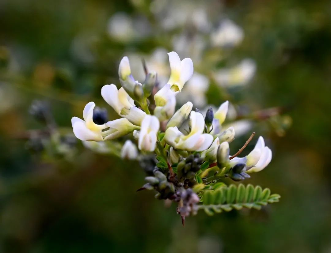 是苦刺花味的如果说泸西是棠梨花味儿的都是经常入菜的鲜花在云南泸西