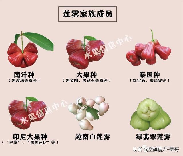 莲雾图鉴 黑珍珠 巴掌 黑金刚 黑糖芭比 蜜风铃你都认识吗 台湾省 新浪新闻
