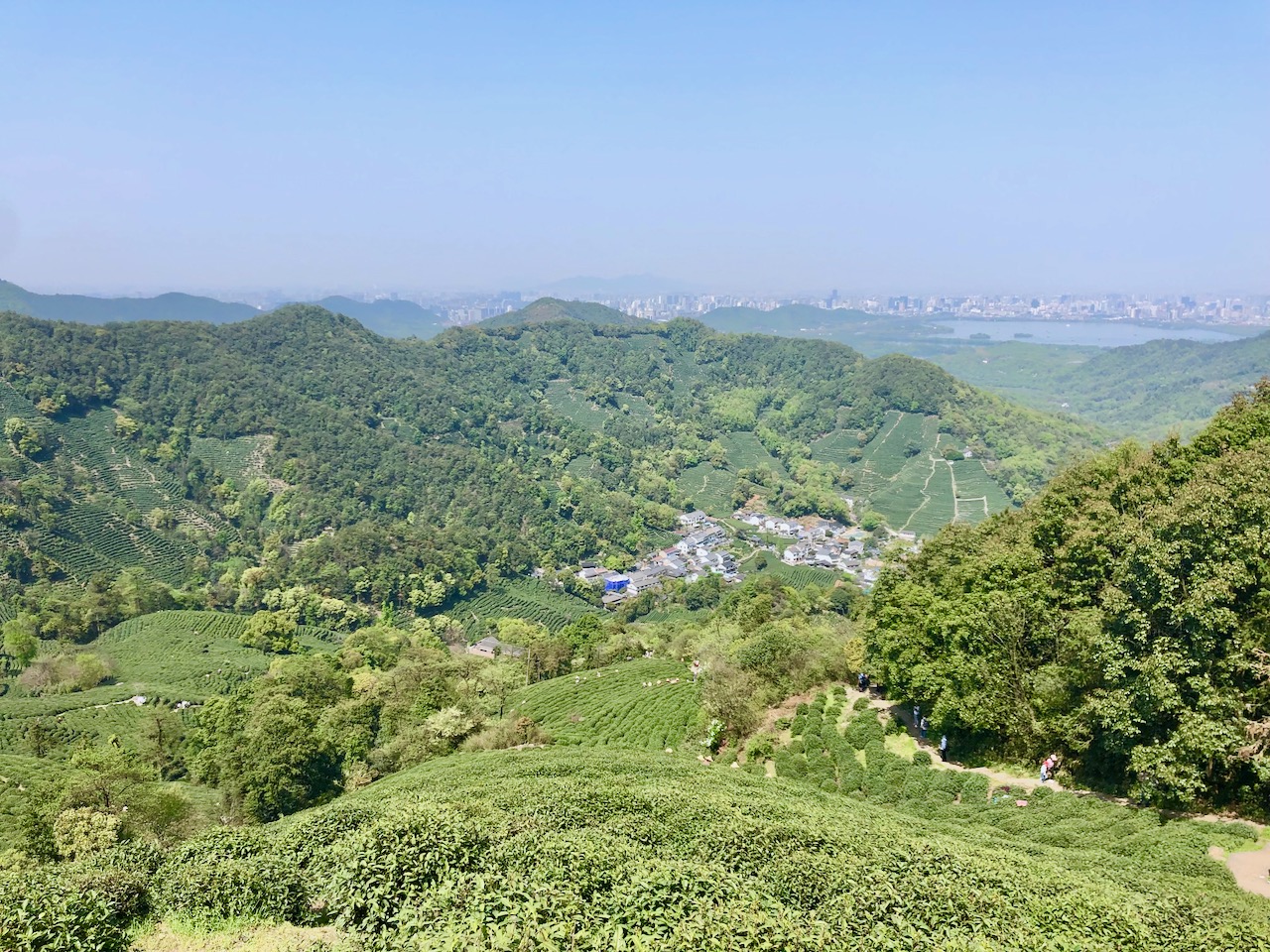 狮峰山上鸟瞰龙井村,远方的湖泊是西湖 陈俊 图
