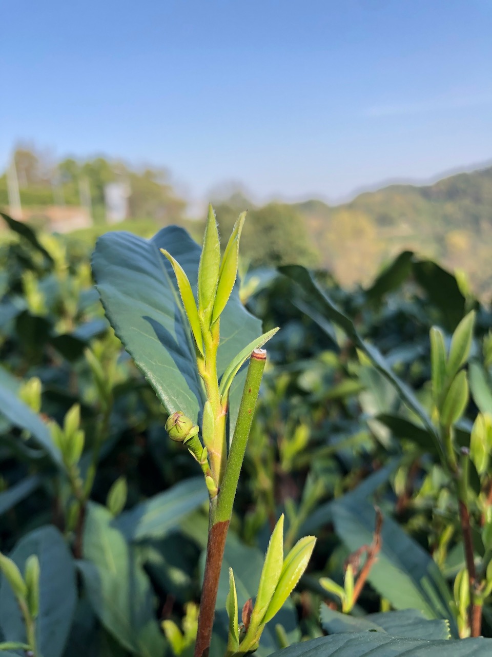 龙井43号茶树上的嫩芽 陈俊 图