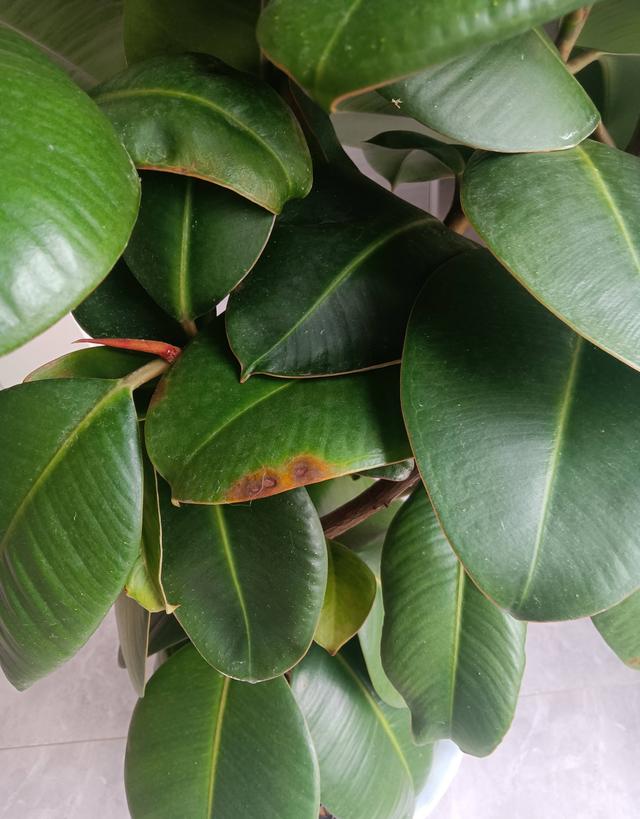 养橡皮树有3个技巧分枝更多高大茂盛株型美观净化空气