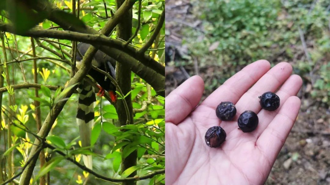 红嘴蓝鹊与竹柏果实