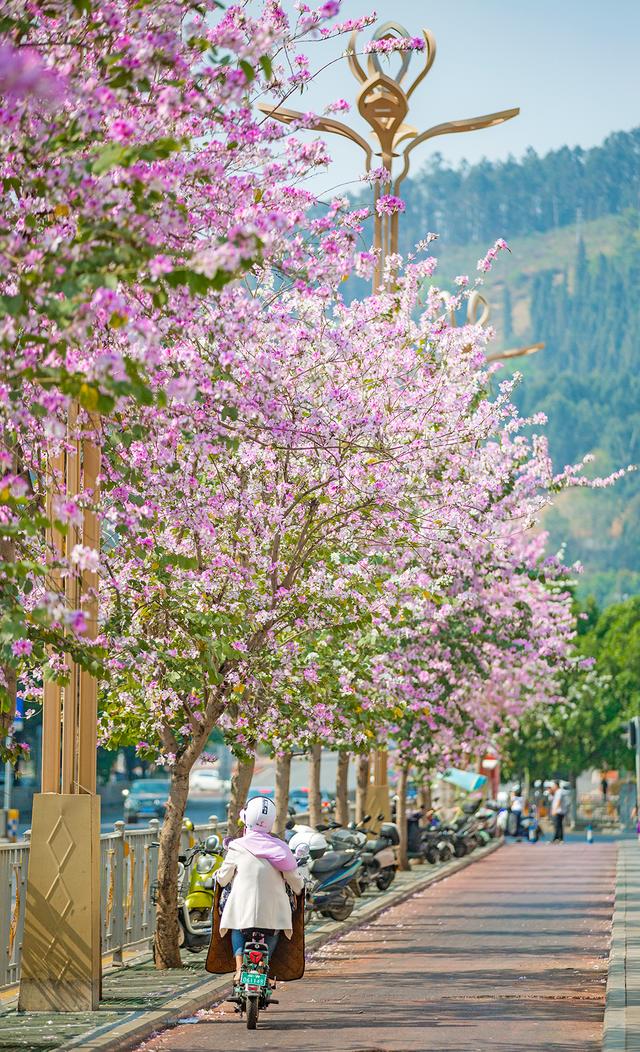 抬眸遇春光!西昌多条街道宫粉紫荆"上线",梦幻如画|宫粉|西昌|紫荆_新