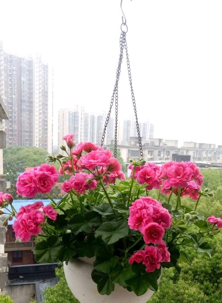 阳台养天竺葵,就选"粉女巫",皮实好养,美如玫瑰,多季节开花__财经头条