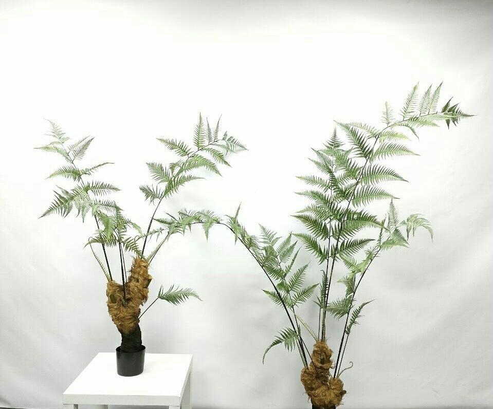 网上卖的"金毛狗蕨",国家珍稀保护植物,千万别买,小心吃牢饭__财经