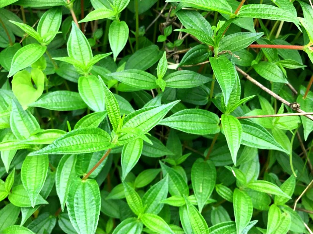 农村喂猪的糯米藤不仅可当野菜吃价值珍贵挖点回家备用