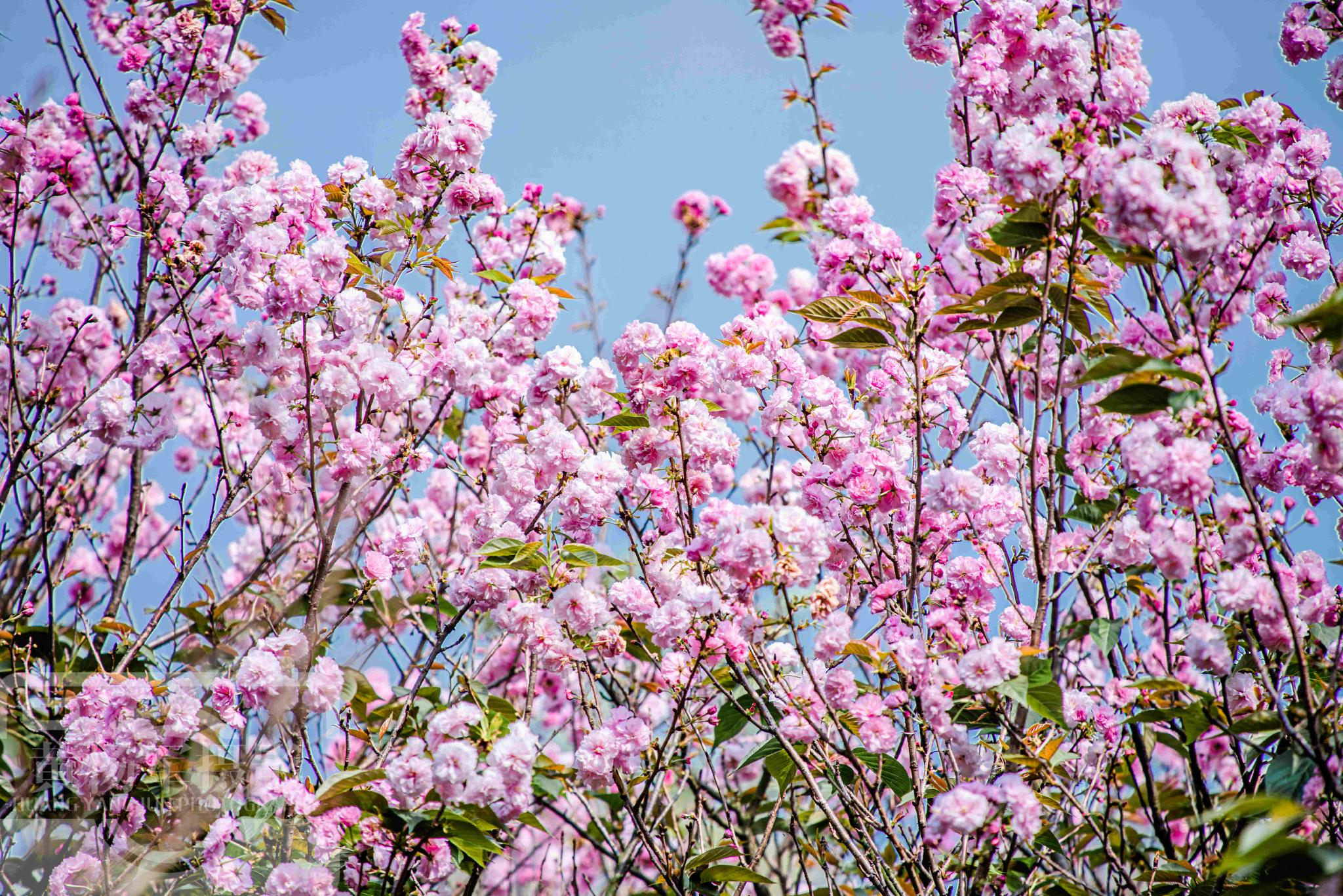 8%,春日樱花极为迷人|樱花|赣县|总面积_新浪新闻