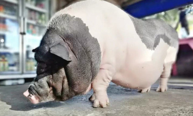 女子买了一只小香猪三个月后长成了一头老母猪一看饲料笑哭了