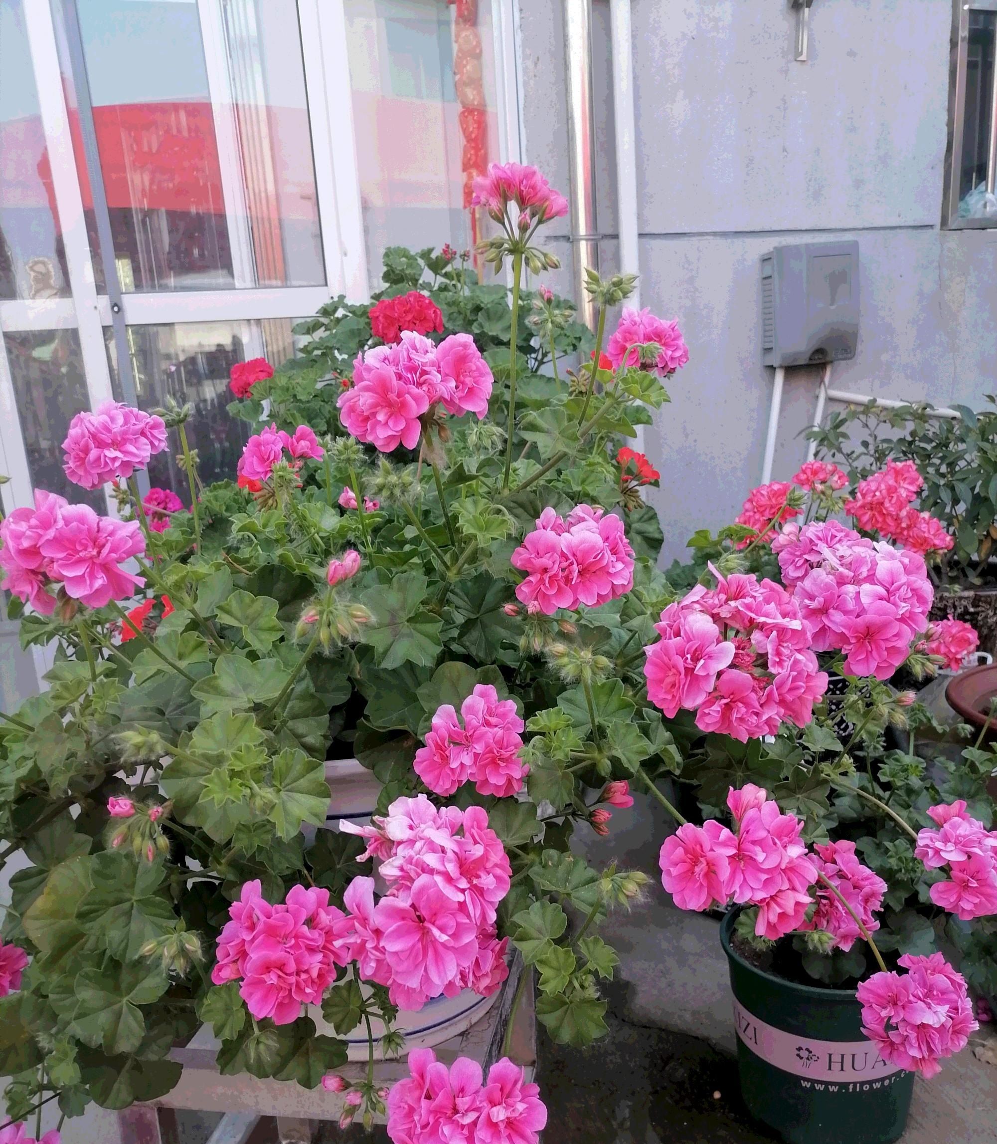 阳台养天竺葵,就选"粉女巫",皮实好养,美如玫瑰,多季节开花__财经头条