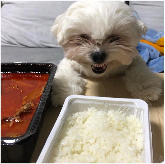 狗狗闻到饭香赶紧过来主人说不给它吃接下来的动作让主人傻眼