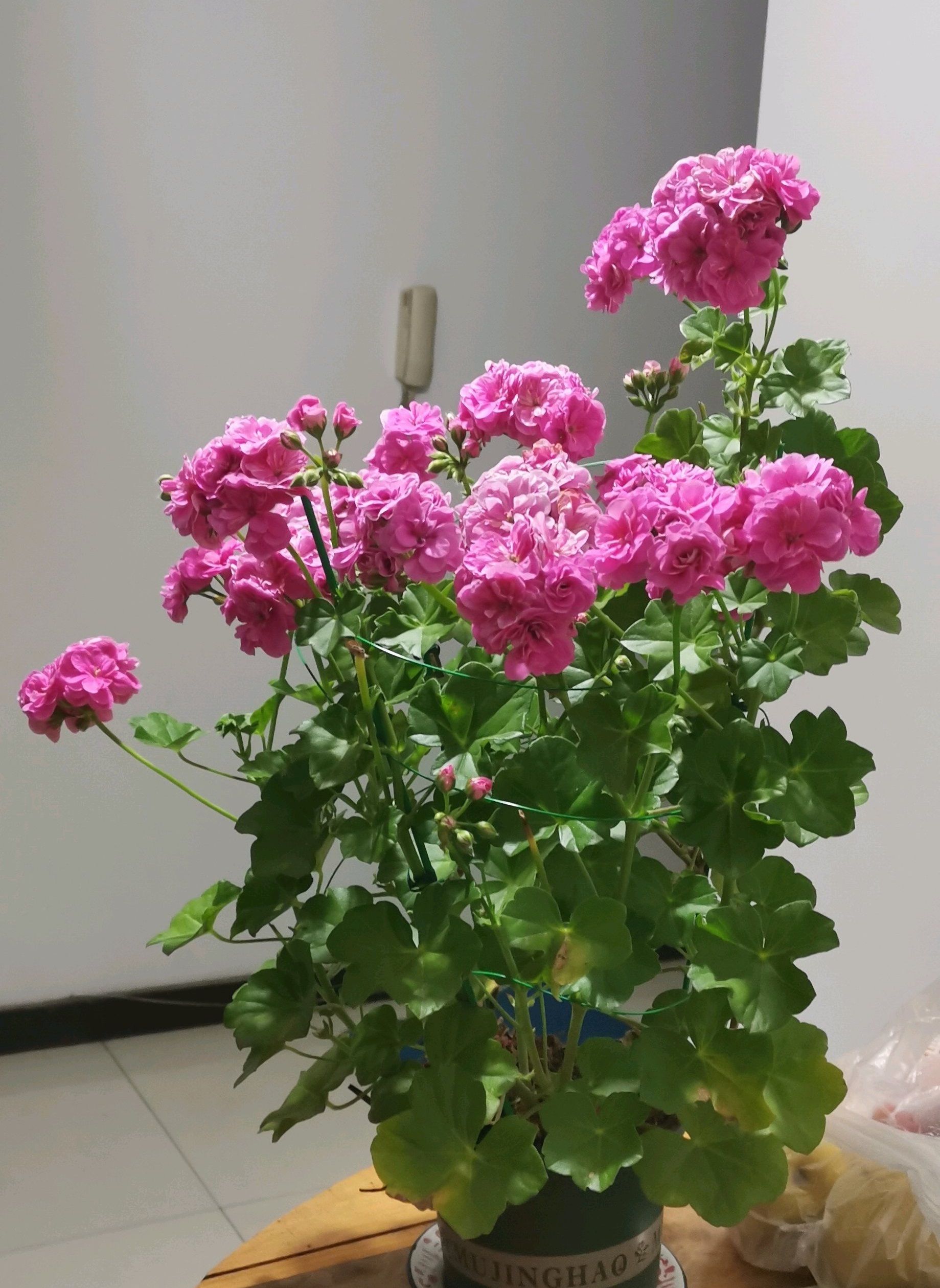 阳台养天竺葵,就选"粉女巫",皮实好养,美如玫瑰,多季节开花__财经头条