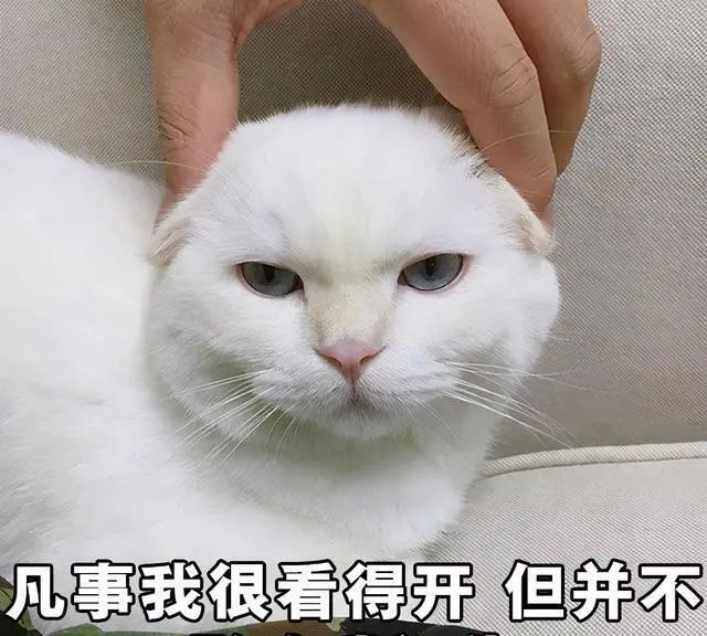 只因它的5个缺点|猫|猫咪|主人_新浪新闻