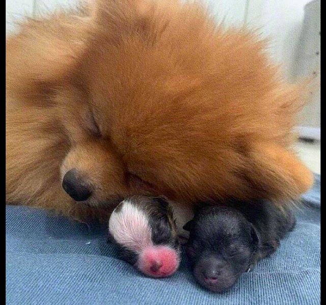 狗妈妈顺利生了狗宝宝,还知道配合主人和孩子合影,太有镜头感了