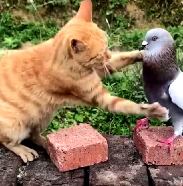 本来战斗力势均力敌,可猫咪却偷偷放水了|攻击|猫咪|鸽子_新浪新闻