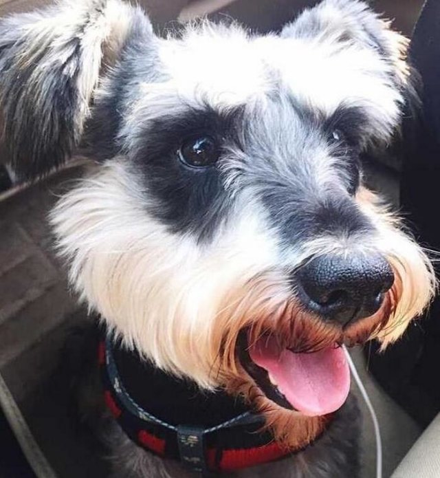 雪拉瑞在小区苦等了一天都没见到主人周围人都说带回家怎么办