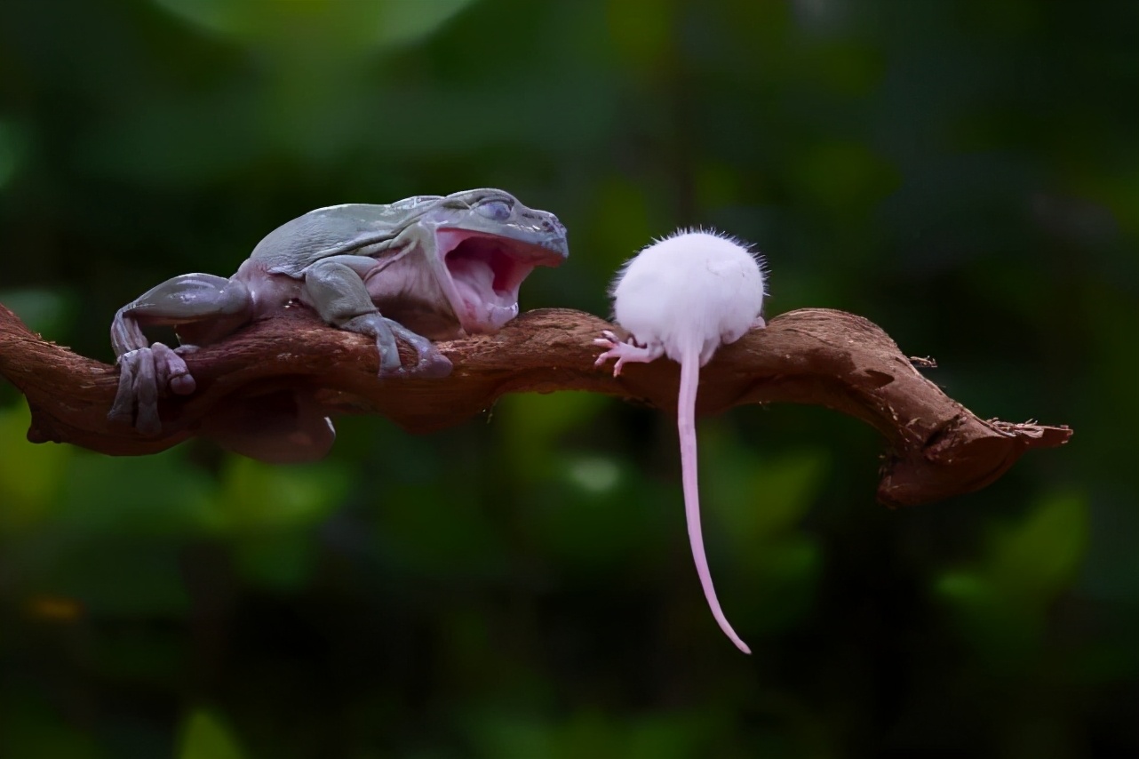 印尼摄影师拍到青蛙吞老鼠一口咬断老鼠脖子整个生吞下去