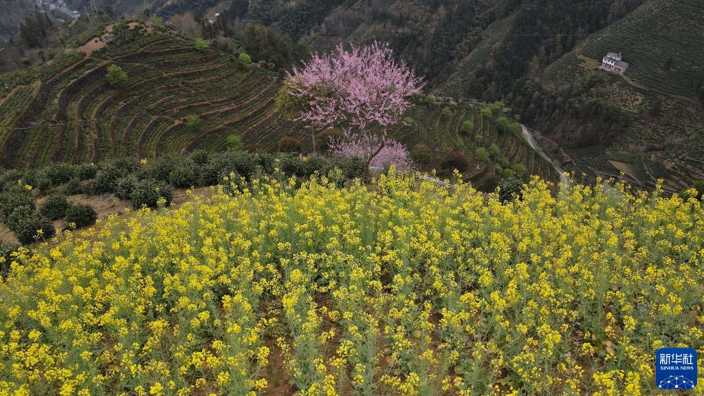 新华全媒+丨用奋斗砌出来的茶园长啥样？休闲区蓝鸢梦想 - Www.slyday.coM