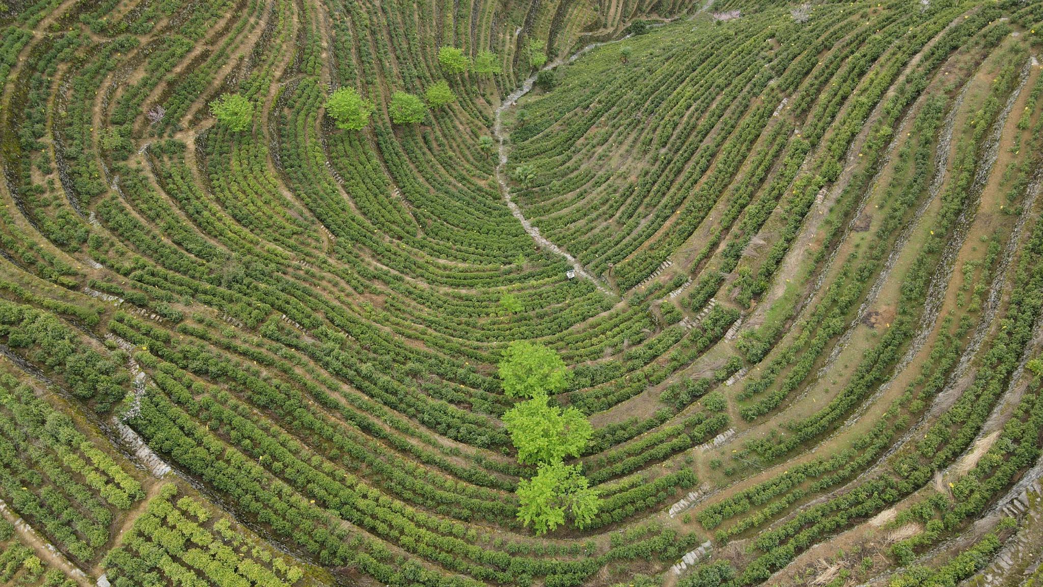 用奋斗砌出来的茶园长啥样？休闲区蓝鸢梦想 - Www.slyday.coM