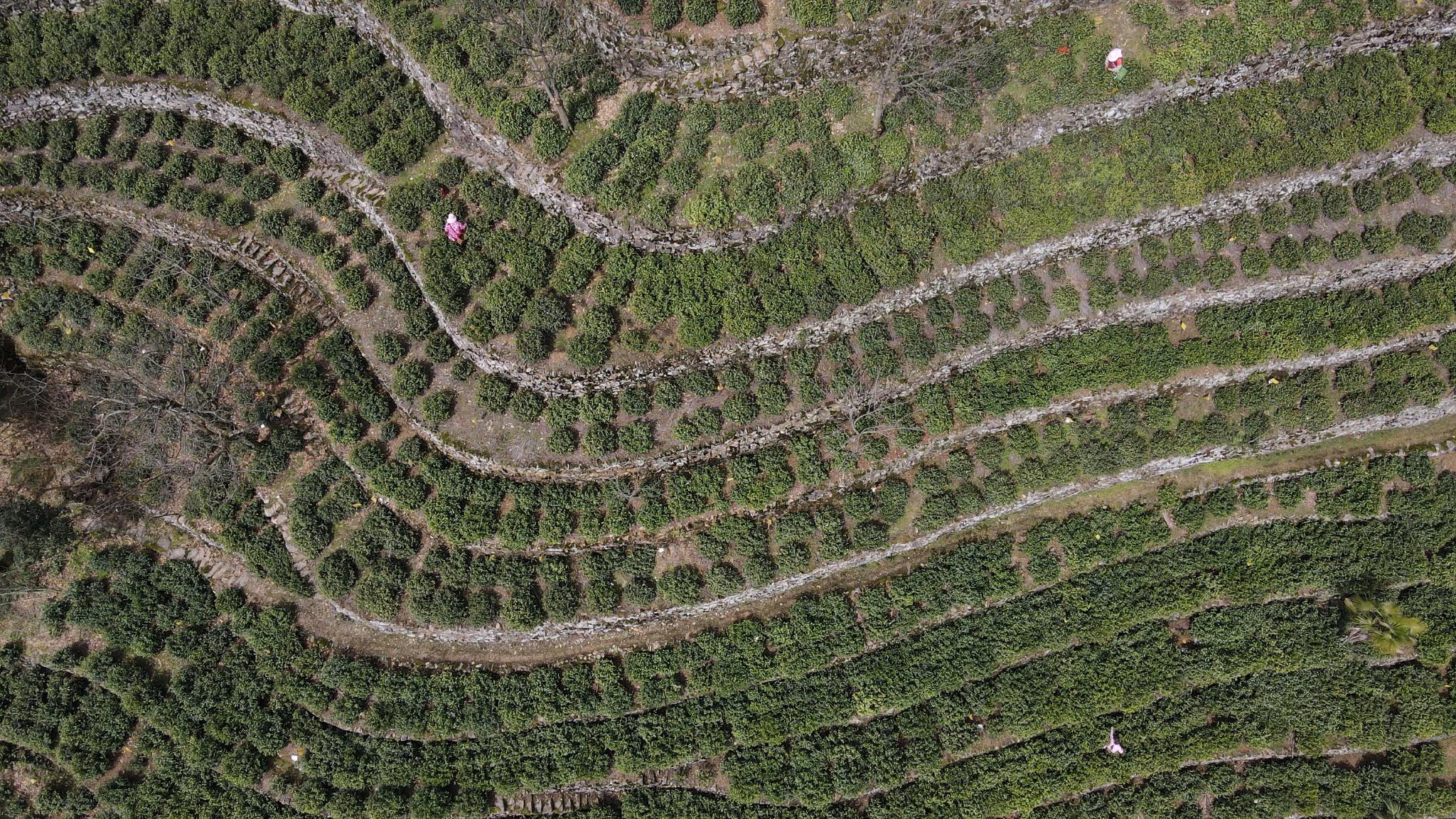 用奋斗砌出来的茶园长啥样？休闲区蓝鸢梦想 - Www.slyday.coM