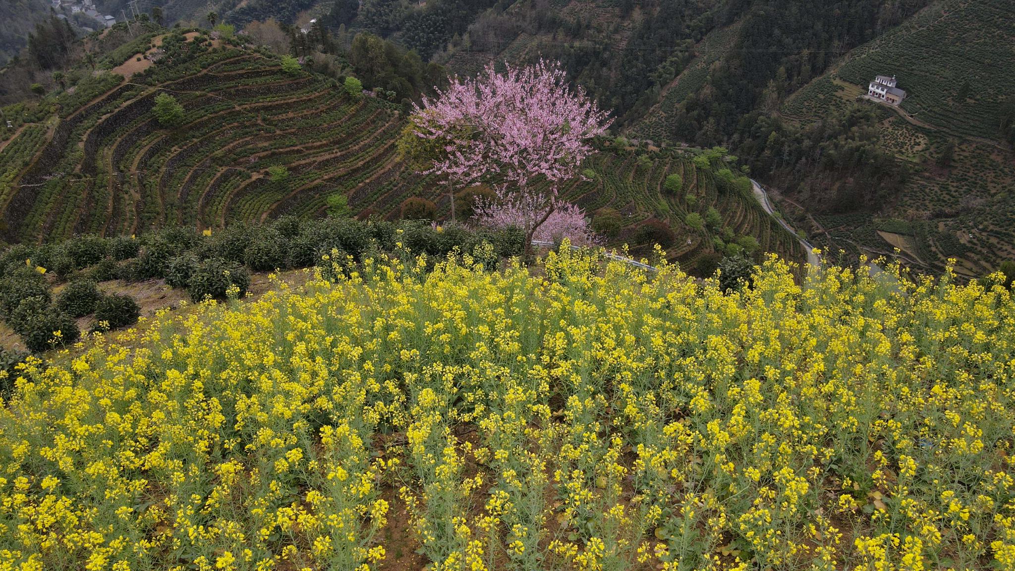 用奋斗砌出来的茶园长啥样？休闲区蓝鸢梦想 - Www.slyday.coM