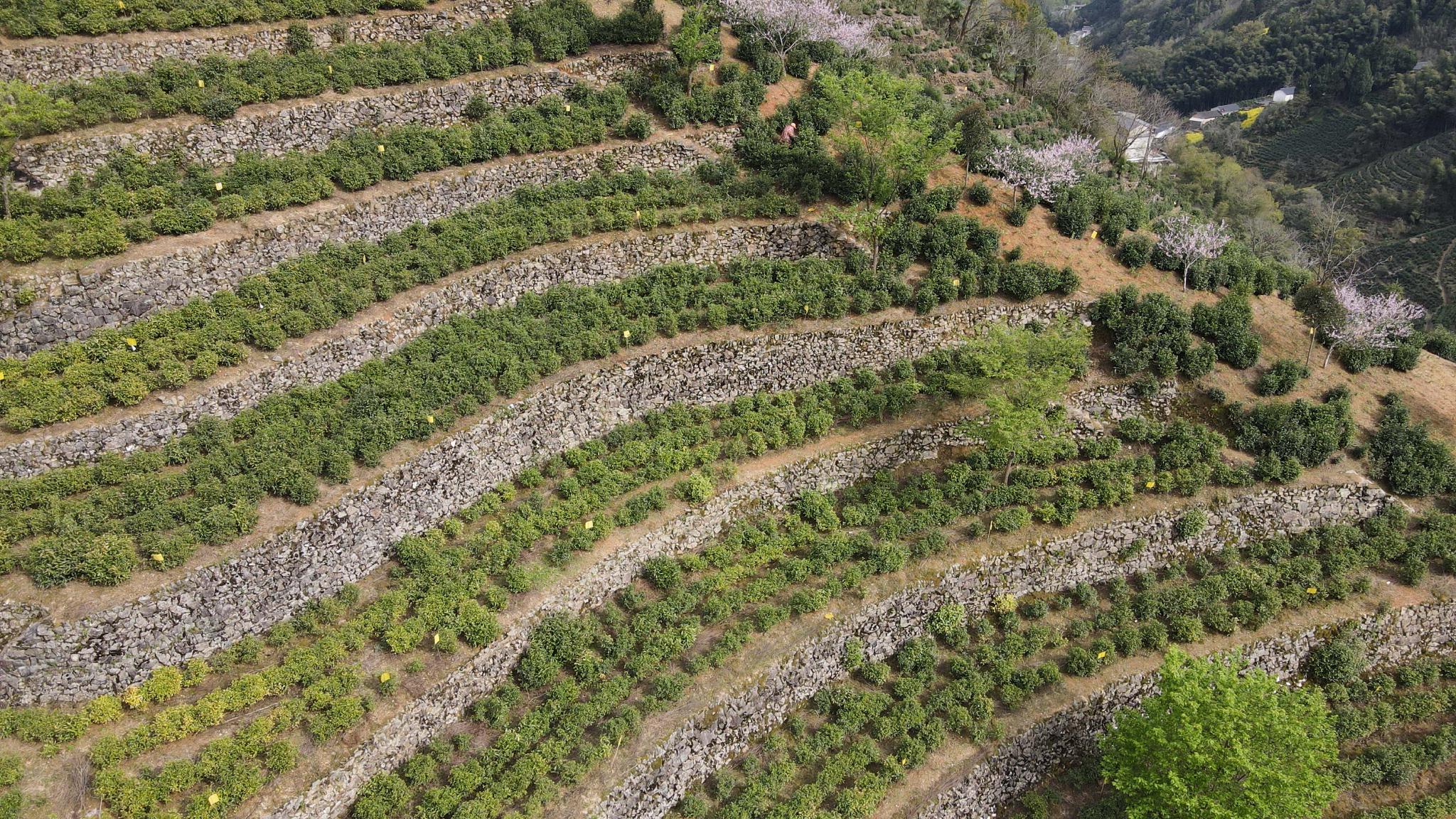 用奋斗砌出来的茶园长啥样？休闲区蓝鸢梦想 - Www.slyday.coM