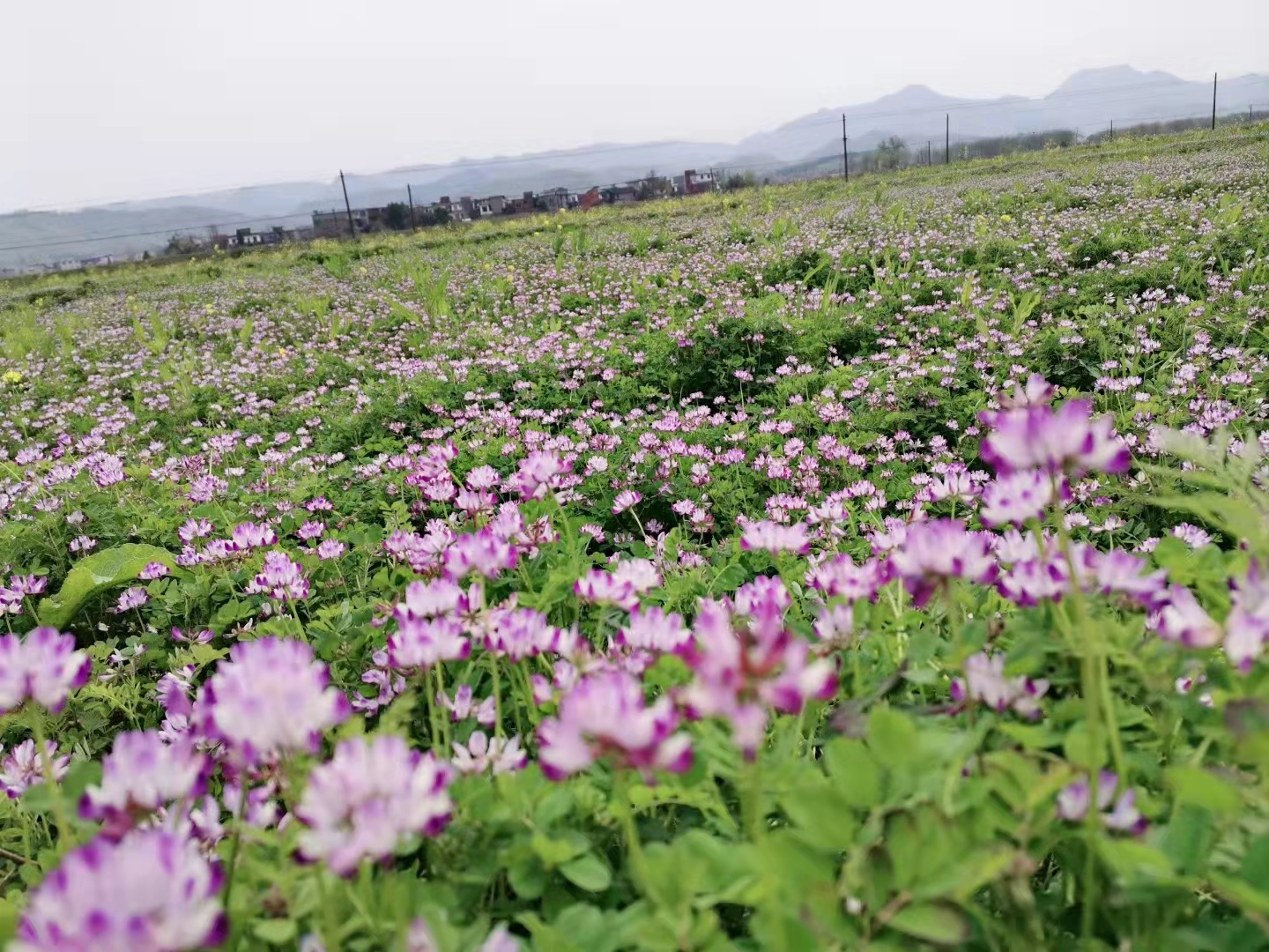 横港镇千余亩紫云英迎着风雨绽放花期可持续至4月底