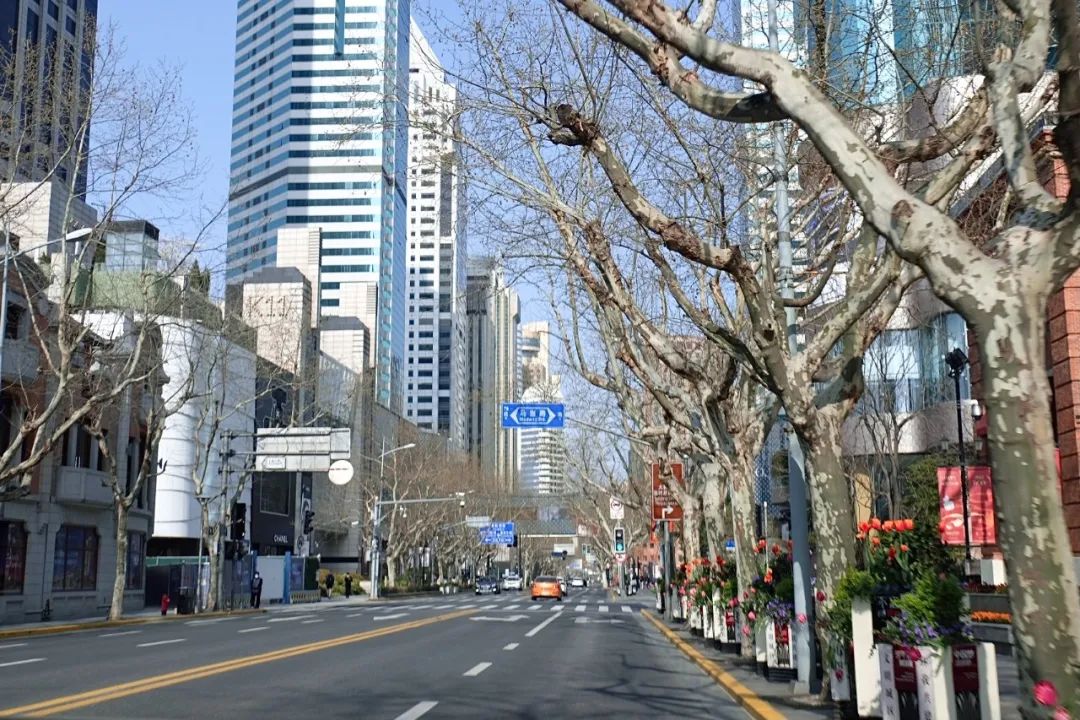 是我在这个春天见到最美的景色之一,毕竟这里是上海最门面的街道之一