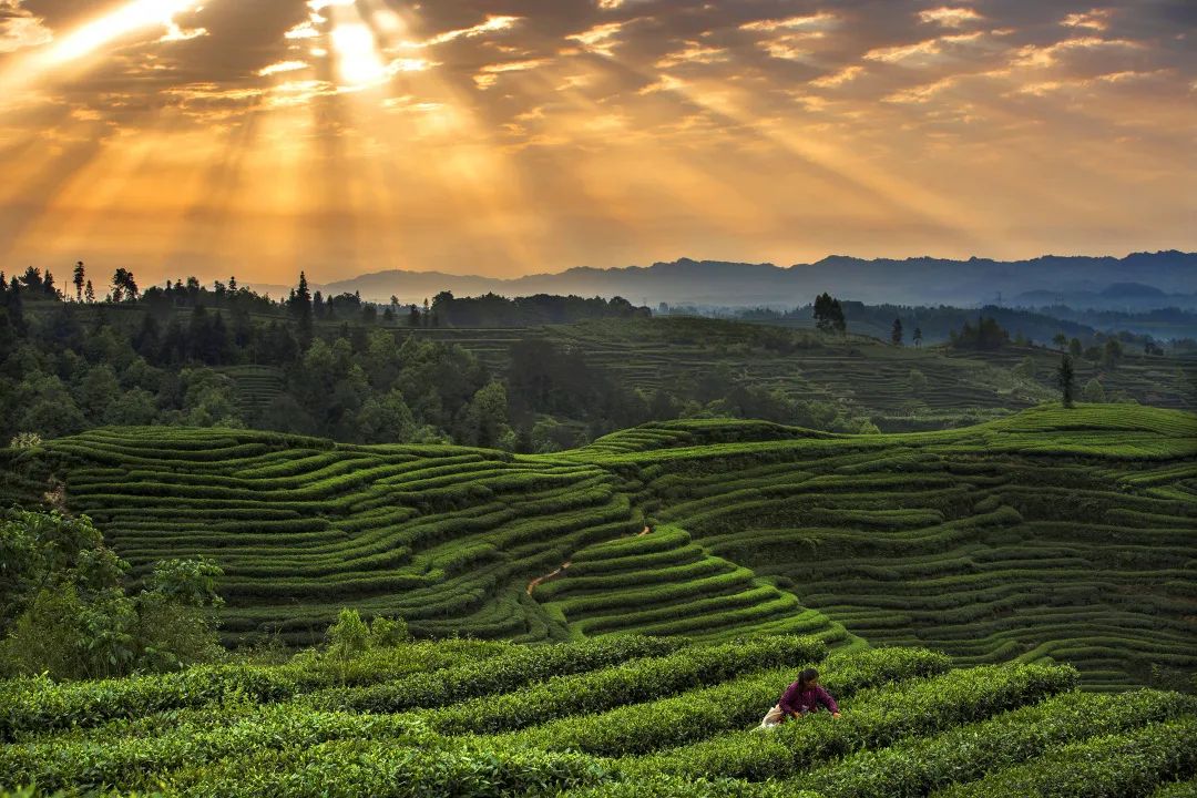 走去蒙顶山的茶园里找春天
